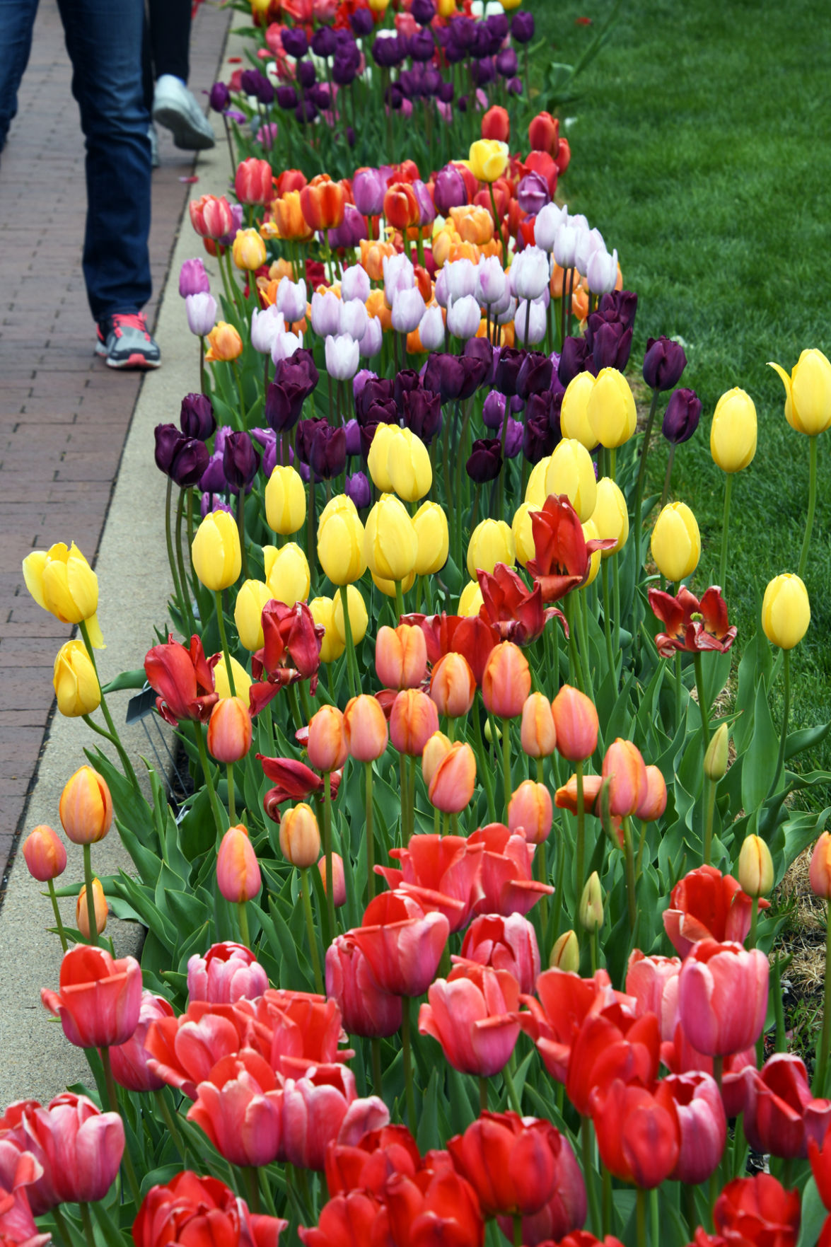 205 Gorgeous tulips all along the sidewalks in Central Park.JPG